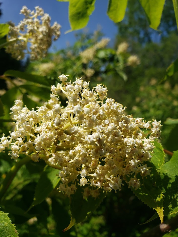 Floraison · Lilas et fleurs de sureau - 7 juin 2026