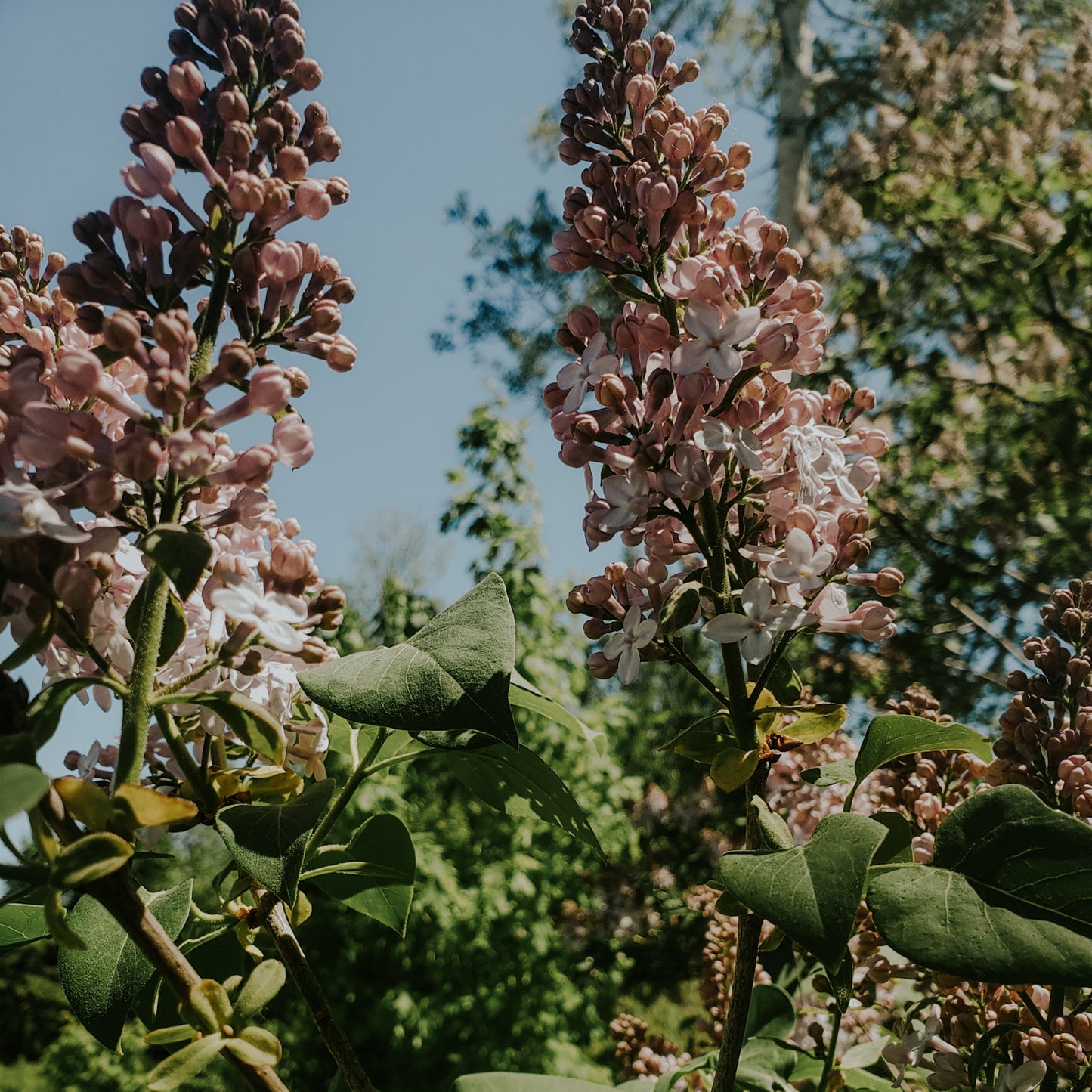 Floraison · Lilas et fleurs de sureau - 7 juin 2026