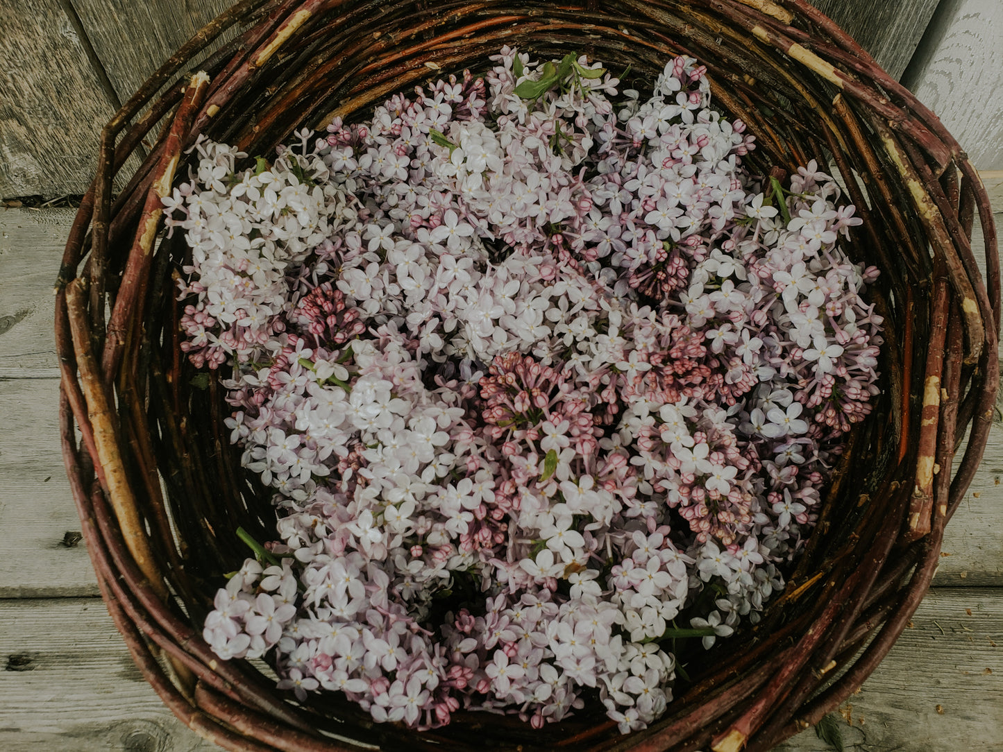 Floraison · Lilas et fleurs de sureau - 7 juin 2026