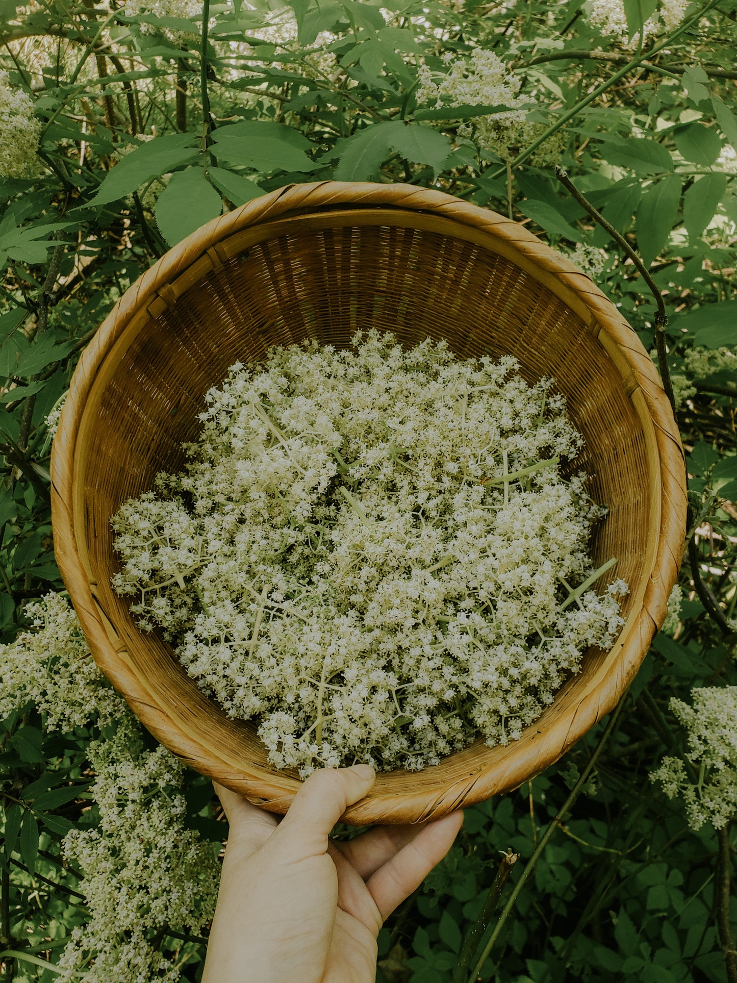 Floraison · Lilas et fleurs de sureau - 7 juin 2026