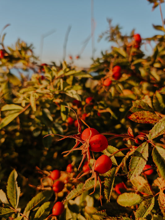 Atelier Sérum d’églantier & de rose | Rose & Rosehip Serum Workshop Nov 19, 2025