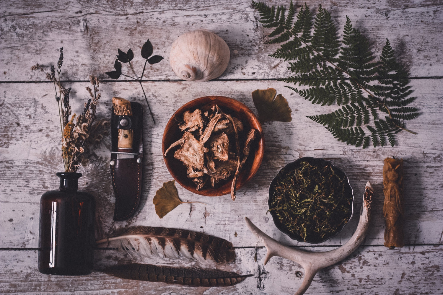 A bird's eye view image of wild plants, dried and pressed ferns and flowers, apothecary bottles, antler horns, seashells and botanicals and a knife to lend a feeling of our wildcrafted apothecary
