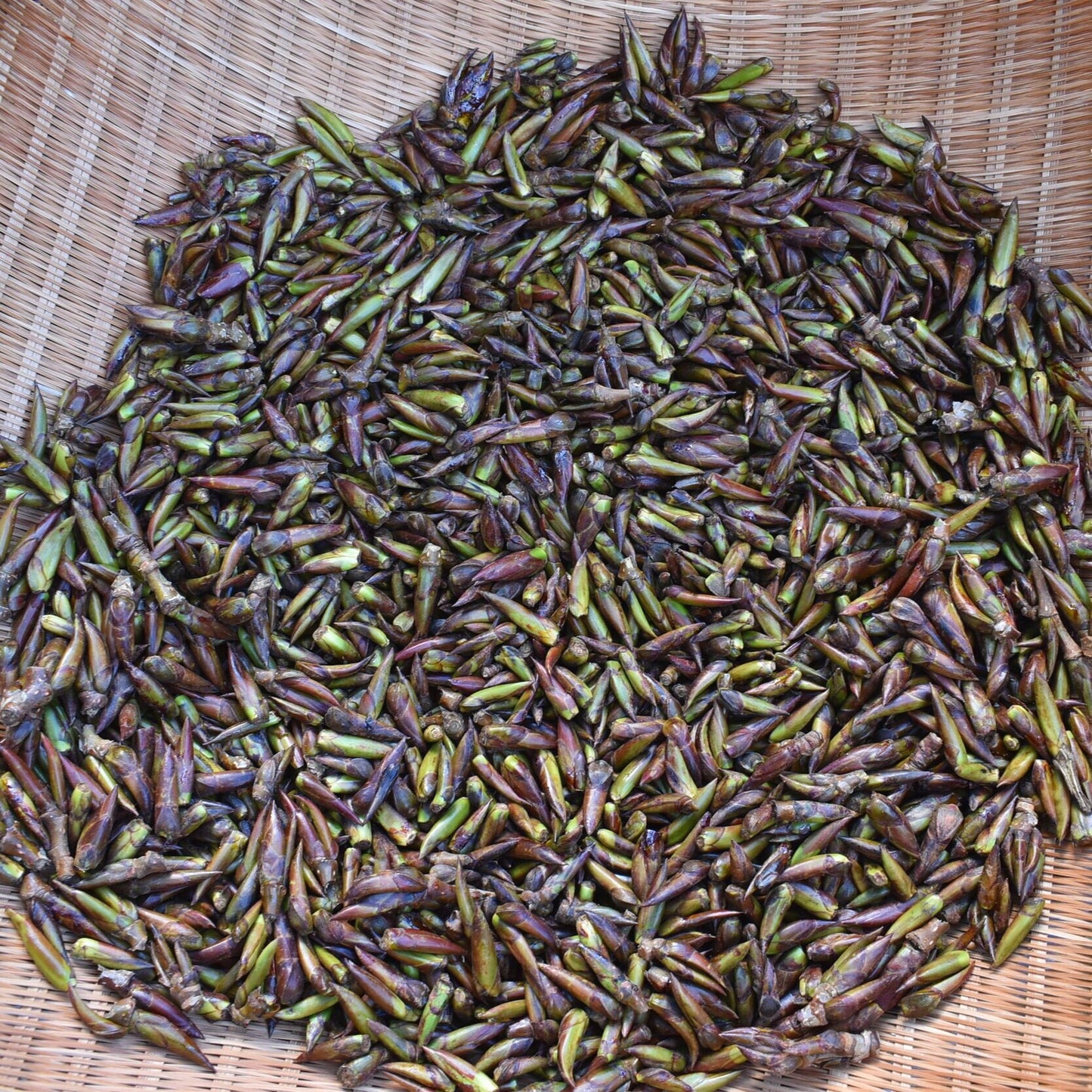 Début du printemps · bourgeons de peuplier 12 avril