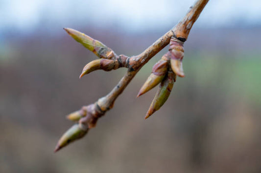 Début du printemps · bourgeons de peuplier 12 avril